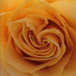 Meet your Posher, Mikenzie